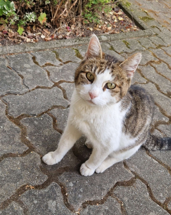 Tierischer Besuch auf dem Sommerfest 2025